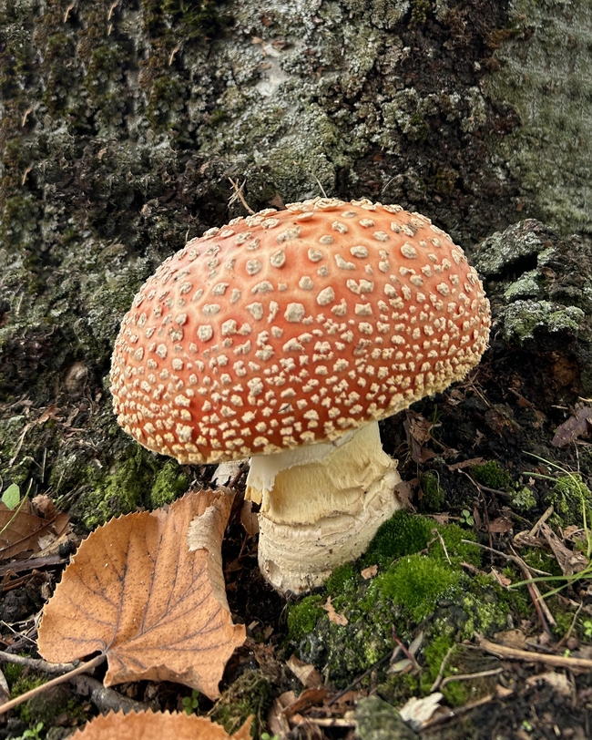 野生鹅膏菌蘑菇摄影图片