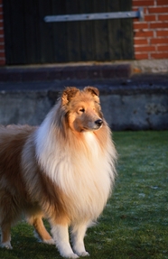 草地大型牧羊犬摄影图片