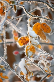 冬季白雪染满枝叶图片