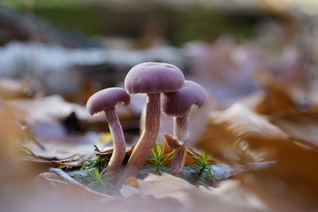 秋天森林地面落叶蘑菇摄影图片