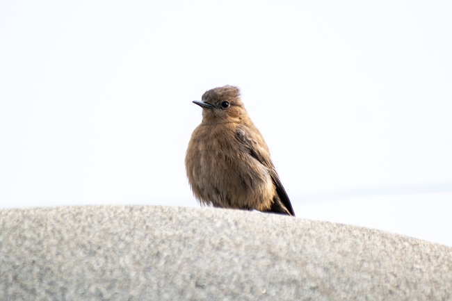 站在石头上的棕色聊天鸟摄影图片