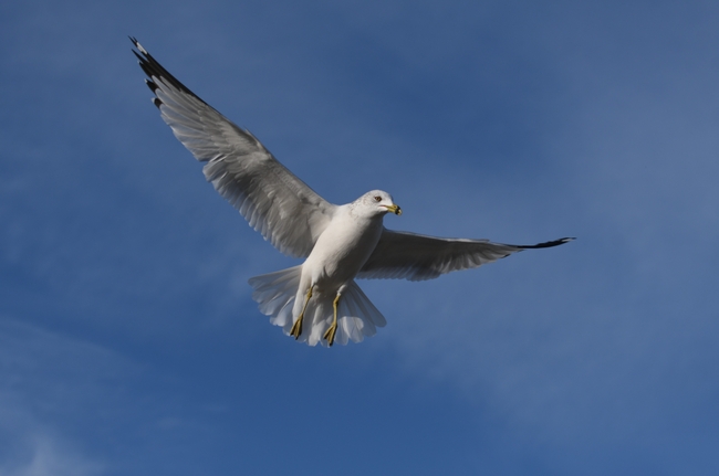 蓝色高空展翅翱翔的海鸥摄影图片