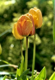 黄色郁金香花枝摄影图片