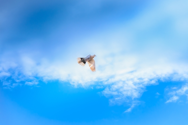 蓝色天空白色信鸽展翅翱翔摄影图片