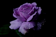 雨后紫色玫瑰花微距特写摄影图片
