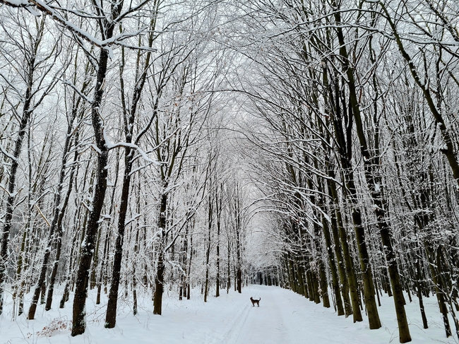 唯美意境冬季树林雪景摄影图片