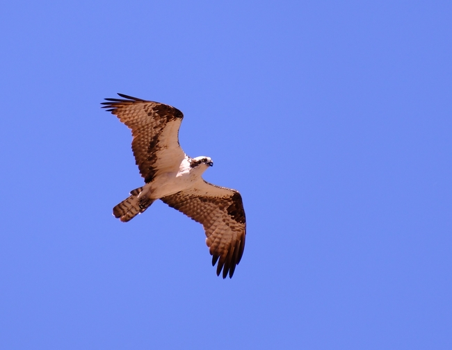 高空自由翱翔的野生飞禽图片