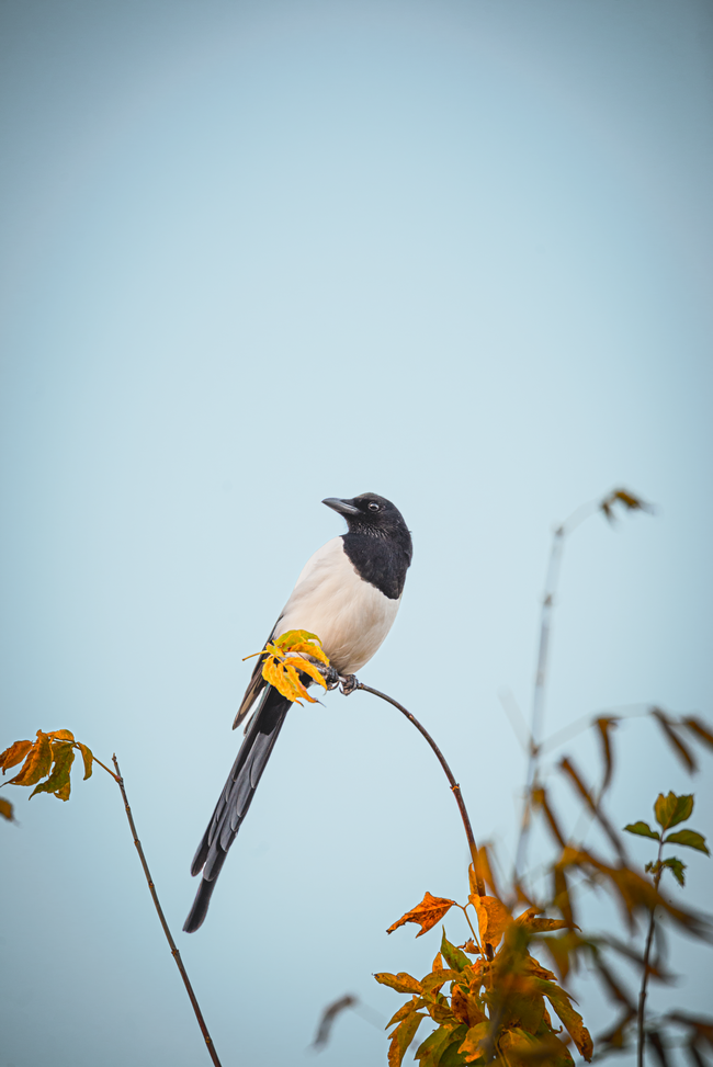 秋天站在枯枝上的雀鸟摄影图片