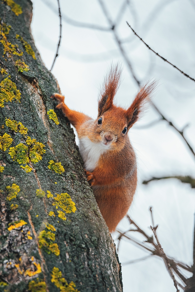 趴在树干上的红松鼠摄影图片