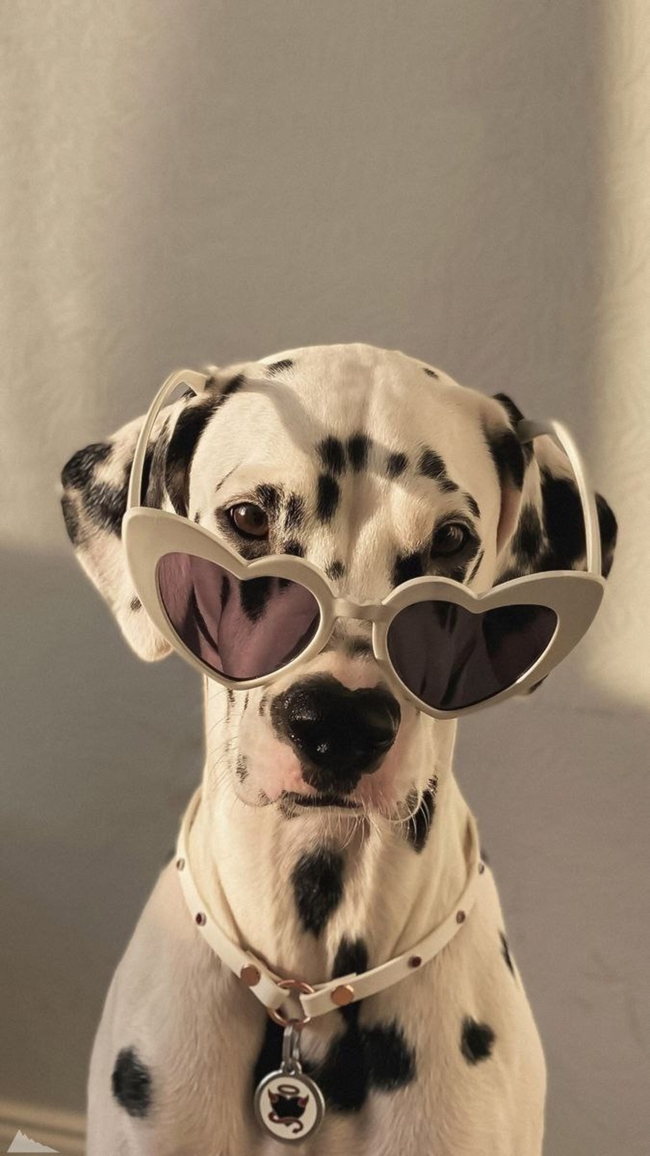 黑白斑点狗可爱写真图片