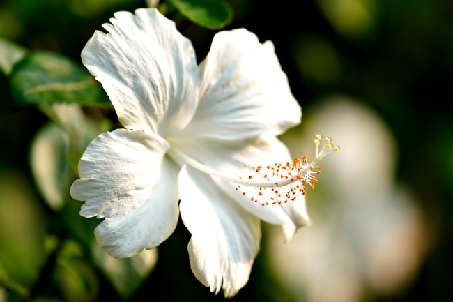 白色木芙蓉花微距特写摄影图片