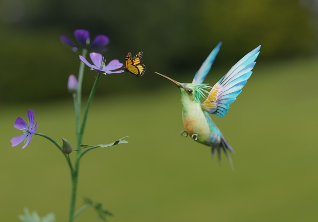蝴蝶与蓝喉蜂虎摄影图片