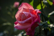 雨后粉色玫瑰花摄影图片