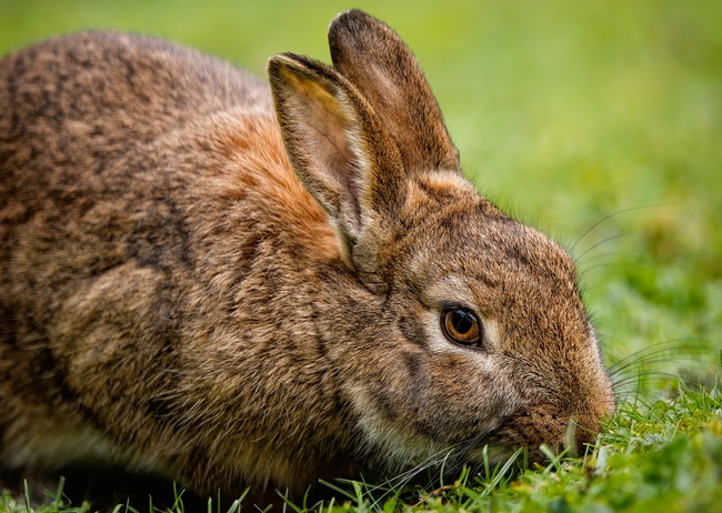 草地上呆萌长耳兔吃草高清图片