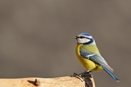野生蓝冠山雀摄影图片