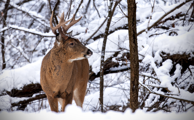 冬季森林雪地野生长耳鹿摄影图片