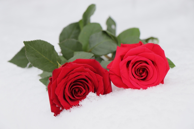 冬季雪地红色玫瑰花枝摄影图片