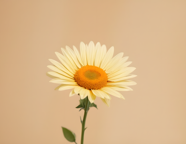 黄色小清新菊花写真图片
