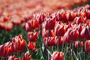春天红色郁金香花丛摄影图片
