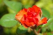 微微绽放的橙色玫瑰花图片