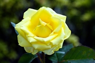 黄色玫瑰花微距特写摄影图片
