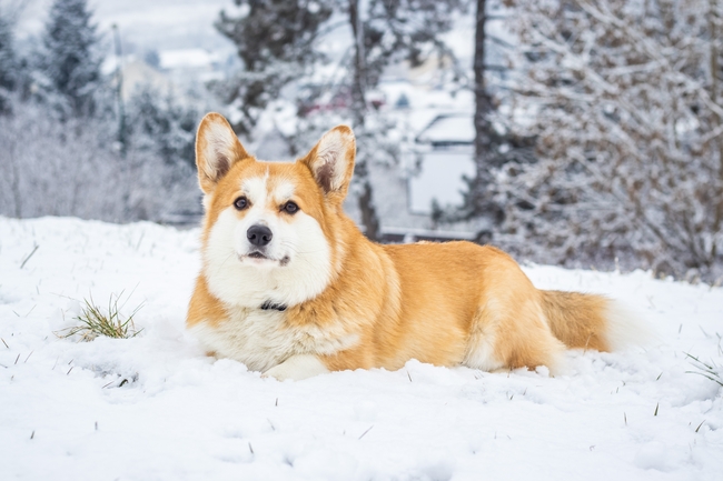 冬季威尔士柯基犬雪地摄影图片