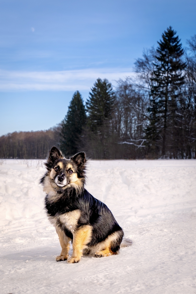 冬季雪地蹲坐着的小狗图片