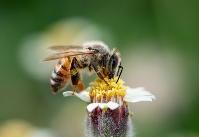 野生蜜蜂采花蜜摄影图片