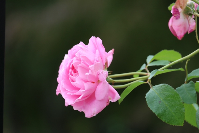 微距盛开的粉色玫瑰花图片