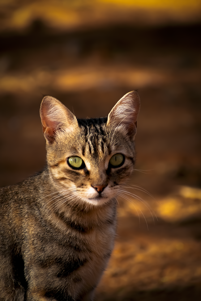 野生可爱狸花猫摄影图片