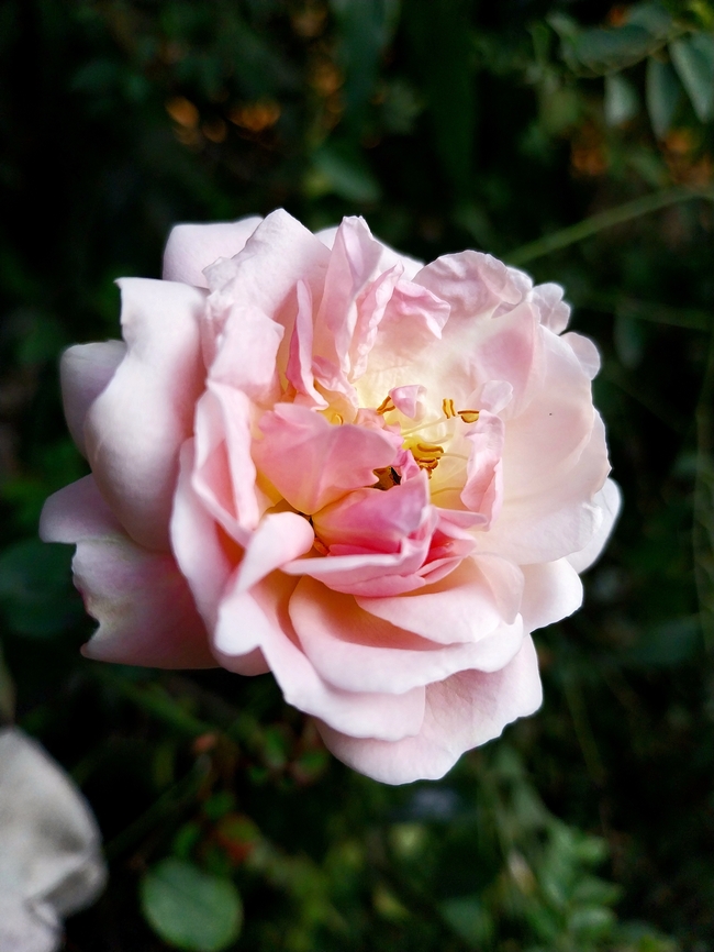 粉色玫瑰花微距特写摄影图片