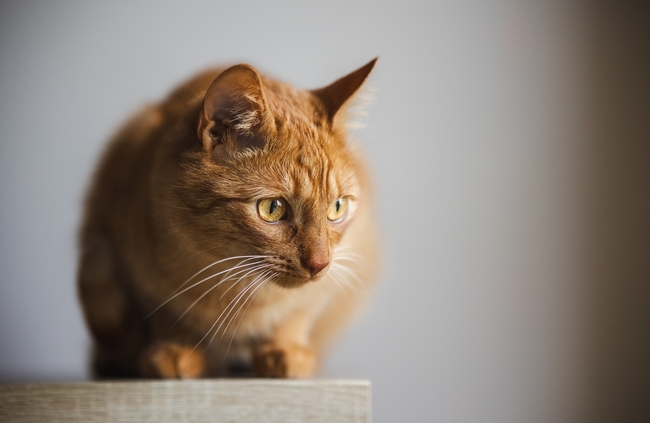 正在发呆的可爱小花猫图片