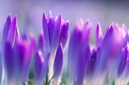 微距特写紫色番红花摄影图片