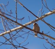 冬天枯枝野生飞禽摄影图片