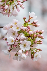 春天粉白色樱花簇摄影图片