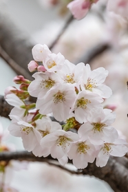 春天白色樱花枝头绽放摄影图片