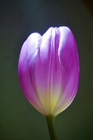 春天紫色郁金香微距特写摄影图片