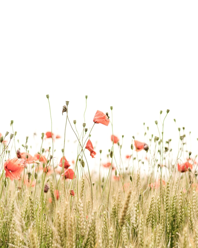 秋天麦田自由生长的罂粟花图片