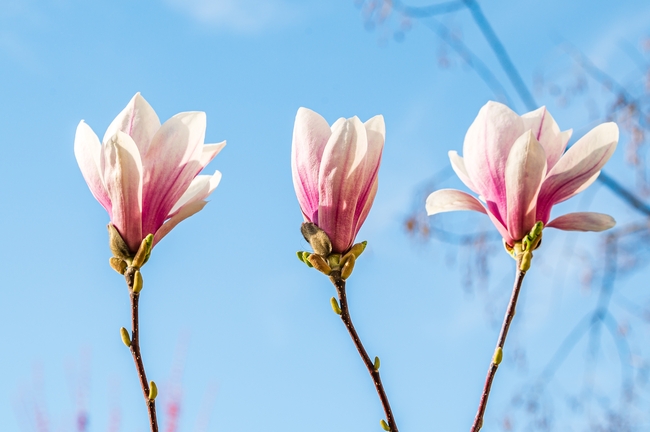 三枝粉色玉兰花摄影图片