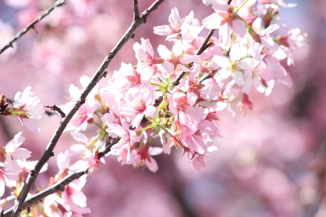 春天桃花盛开摄影图片