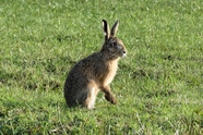 蹲坐在绿色草地上的野兔子图片