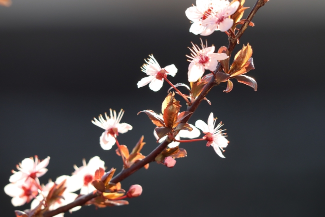 春天粉色樱花局部特写摄影图片