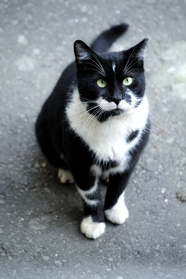 可爱黑白双色小猫咪摄影图片