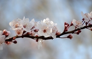 唯美意境樱花树枝摄影图片