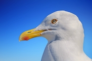 蓝天白色海鸥头部特写摄影图片