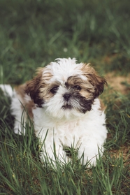 草丛嬉戏玩耍西施犬摄影图片