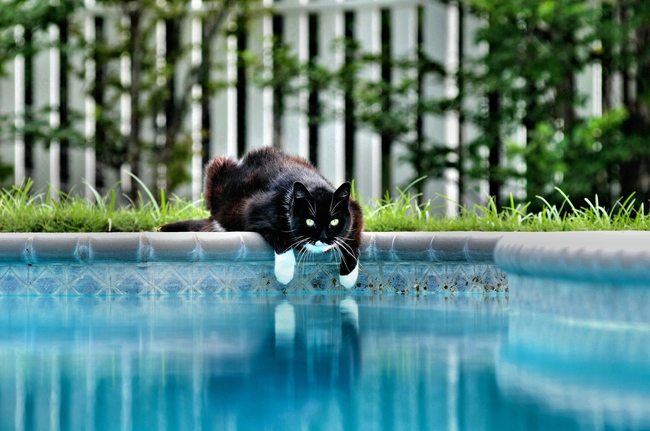 泳池玩耍的黑色小猫咪图片