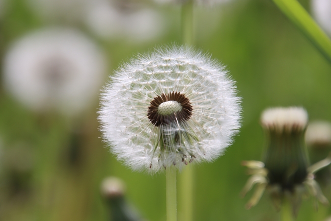 野生草本植物蒲公英摄影图片