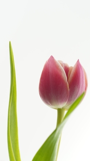 微微绽放的粉色郁金香花图片