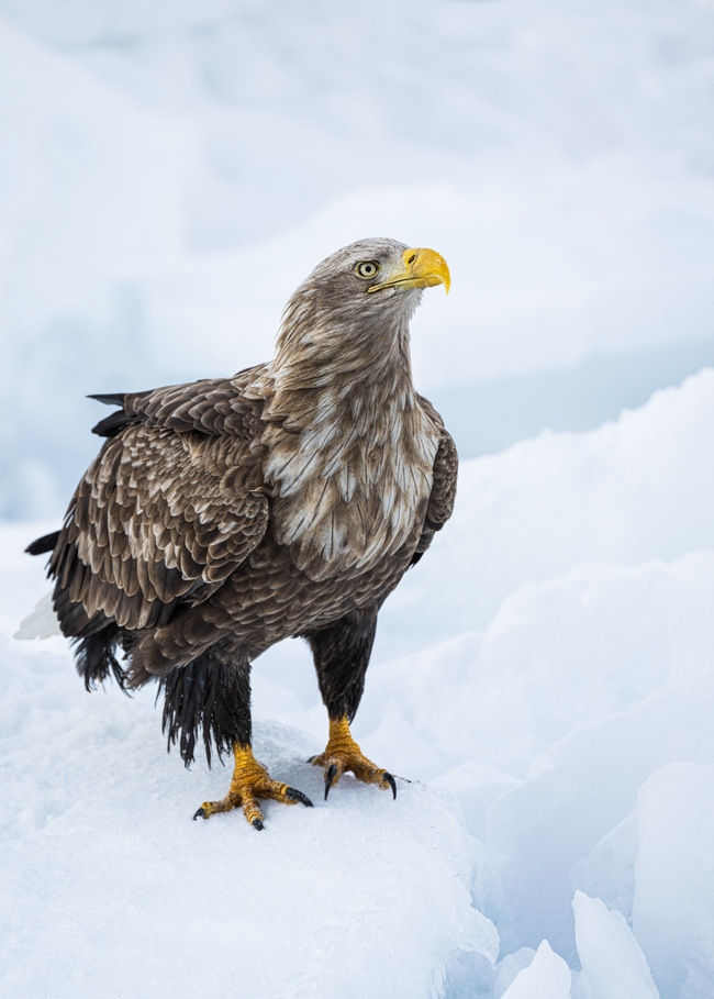 站在雪地了的白尾鹰图片